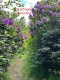 Thumbs/tn_A-halfing rhodo1.jpg